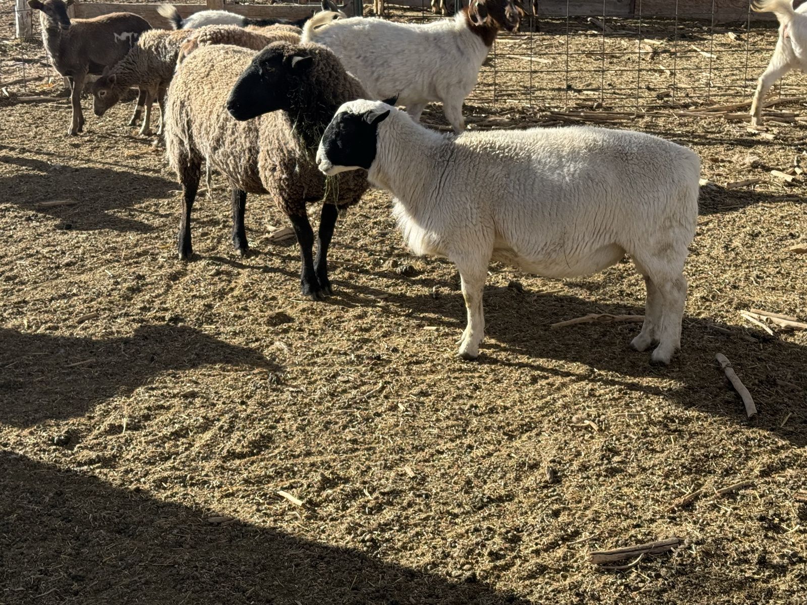 4 Dorper Sheep
