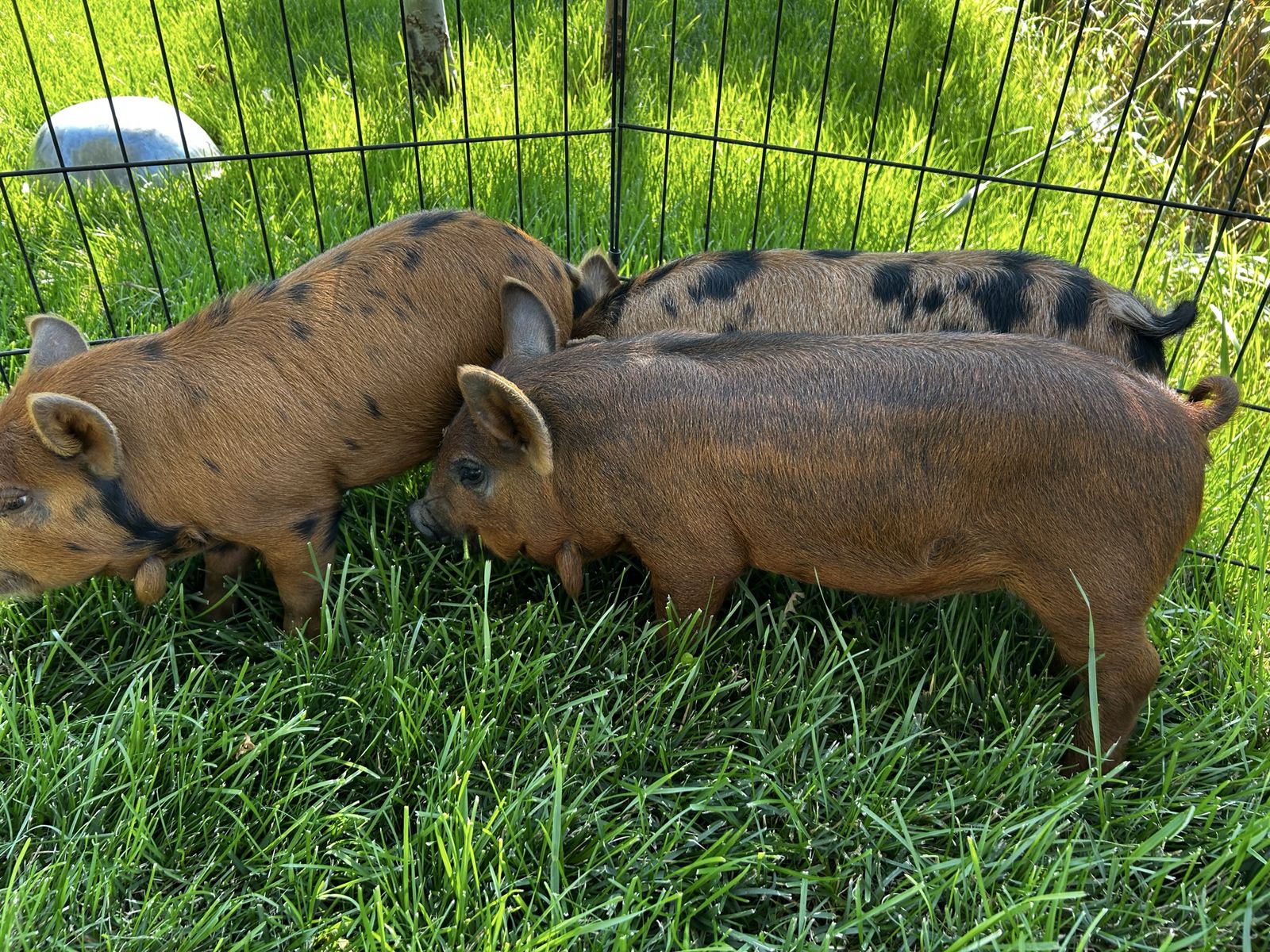 IPP Piglets