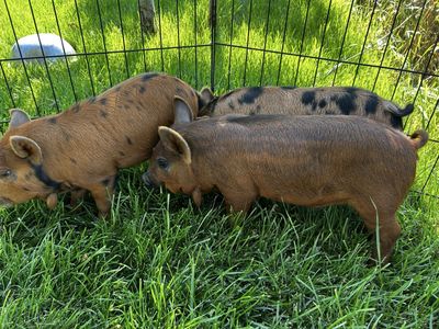 IPP Piglets