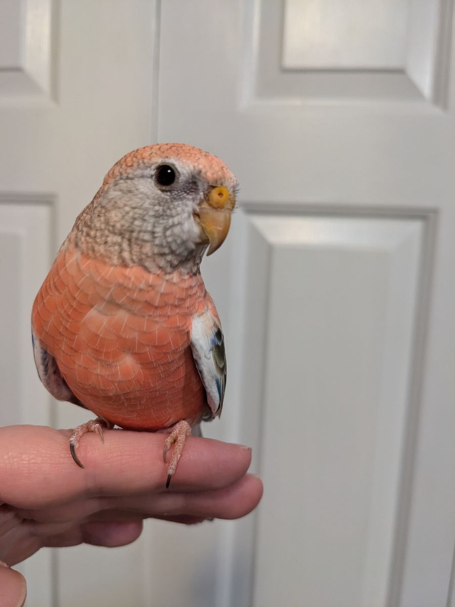 Young Rosy Bourke Parakeet
