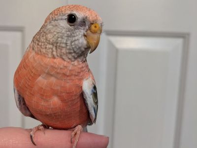 Young Rosy Bourke Parakeet