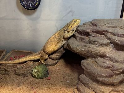 Bearded Dragon