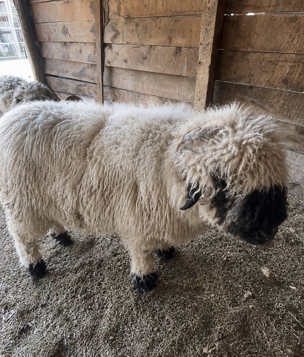 100% Valais blacknose ram STUD ONLY