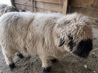 100% Valais blacknose ram STUD ONLY