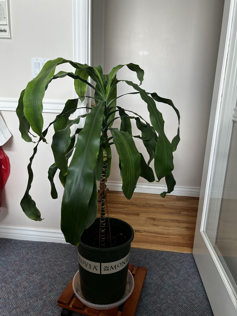 43” Tall Dracaena fragrans