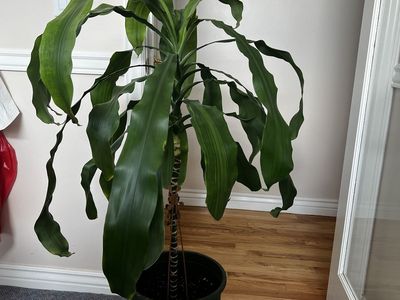 43” Tall Dracaena fragrans