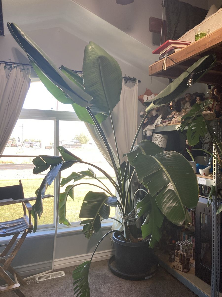 Large Live Bird of Paradise Plant, Tall Strelitzia Nicolai with Lush Green Leaves in Black Pot