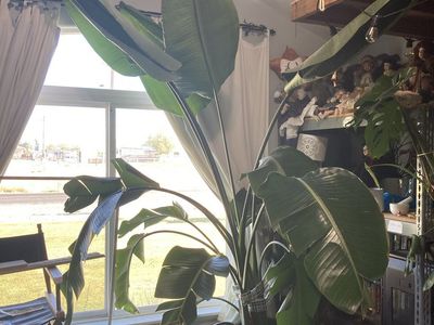 Large Live Bird of Paradise Plant, Tall Strelitzia Nicolai with Lush Green Leaves in Black Pot