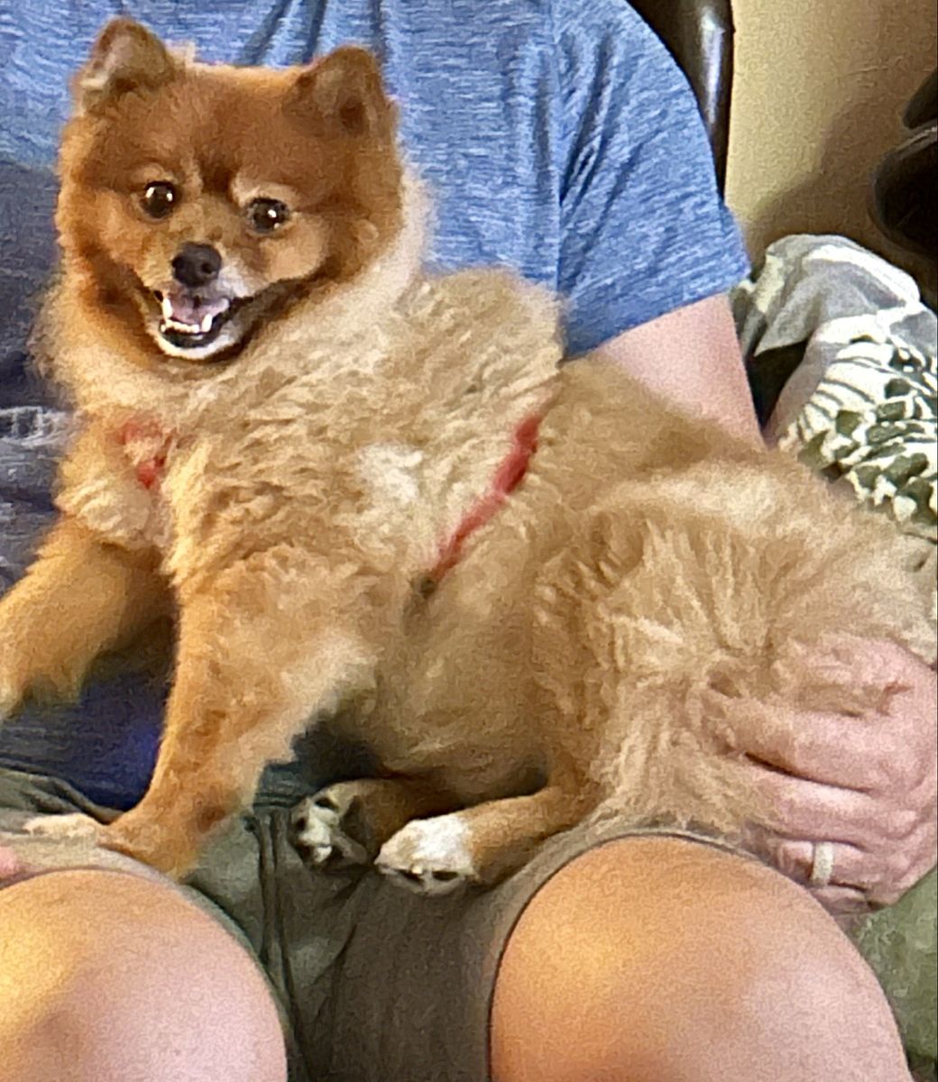 Pomeranian