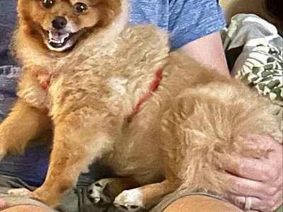 Pomeranian