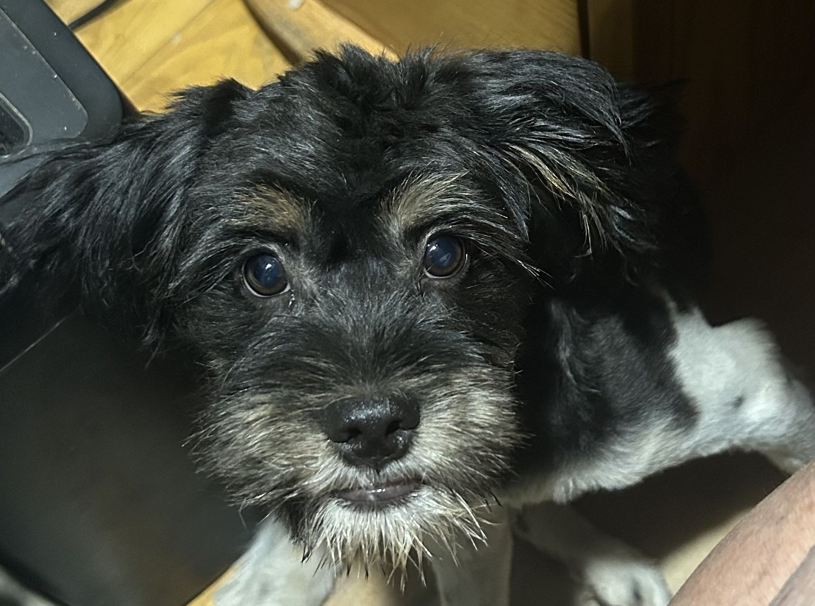 Yorkie/shitzu mix  