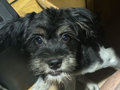 Yorkie/shitzu mix