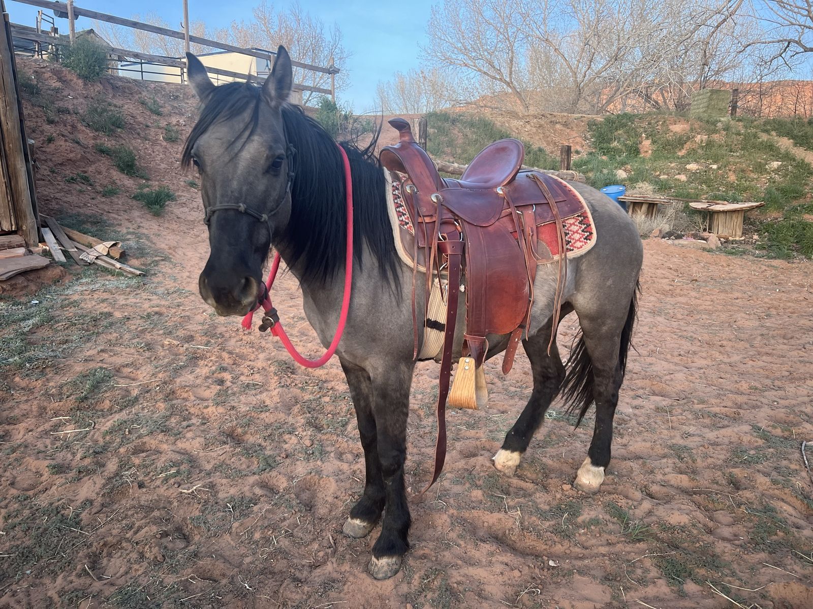 Grula mustang mare