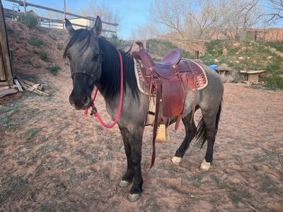 Grula mustang mare