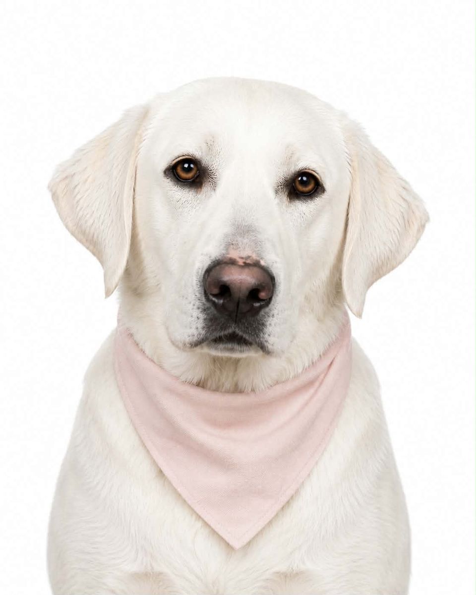 AKC Labrador