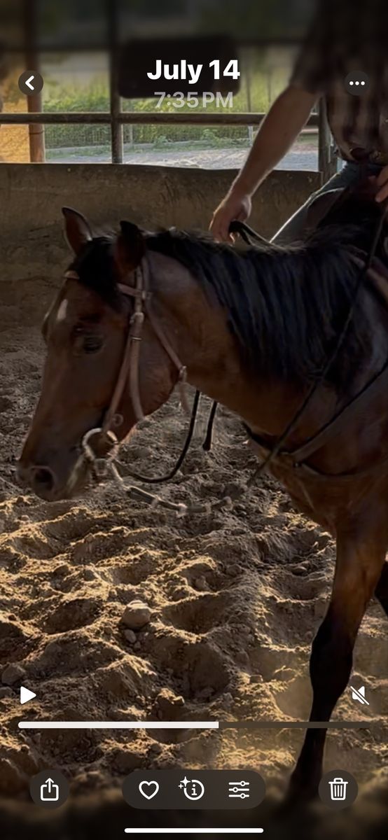 AQHA BAY RON Gelding