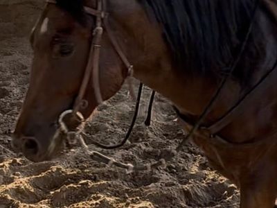 AQHA BAY RON Gelding