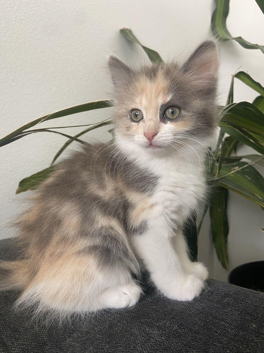 Adorable Kittens For Sale