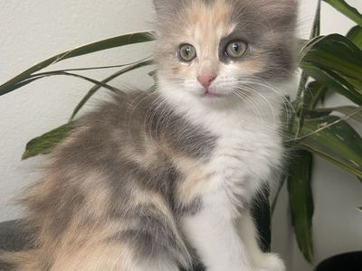 Adorable Kittens For Sale