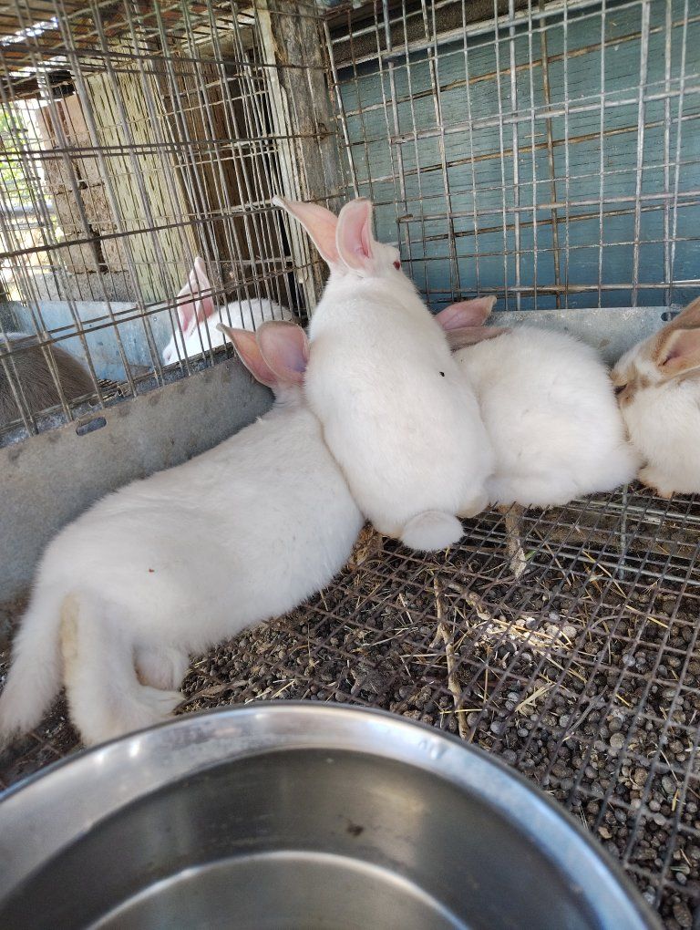 bucks Californian/ Flemish mix $24 each