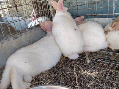 bucks Californian/ Flemish mix $24 each