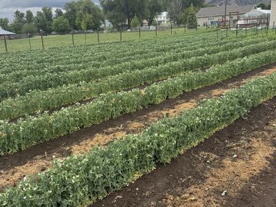 Fresh sugar snap and English shelling peas For Sale