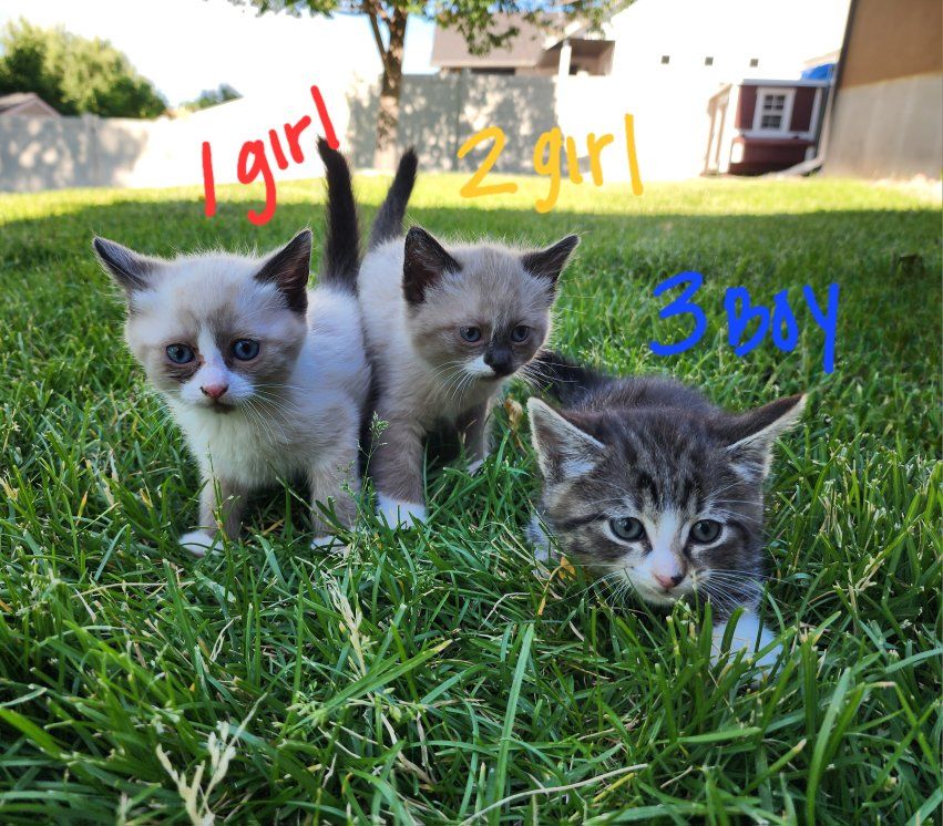 kittens
