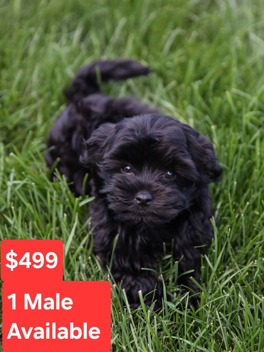 Cutest Pocket Puppies. Havanese. *4 Available*. 3 Black w/ White ($499). 1 Golden w/ White ($699). Will Deliver. *READY NOW*