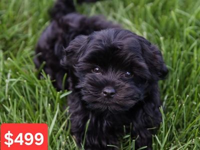 Cutest Pocket Puppies. Havanese. *4 Available*. 3 Black w/ White ($499). 1 Golden w/ White ($699). Will Deliver. *READY NOW*