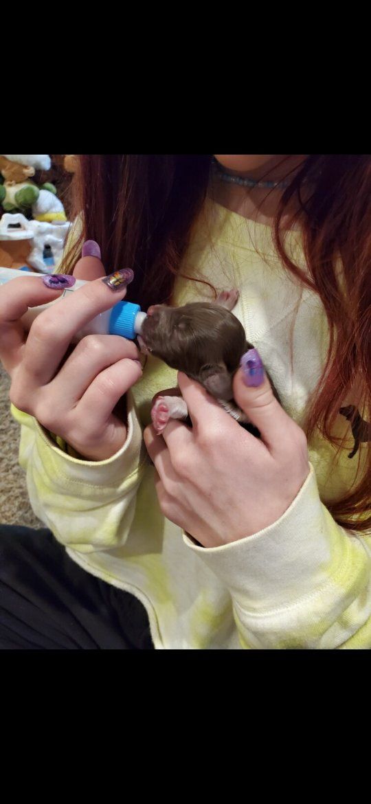 Help available for puppies in need!!!