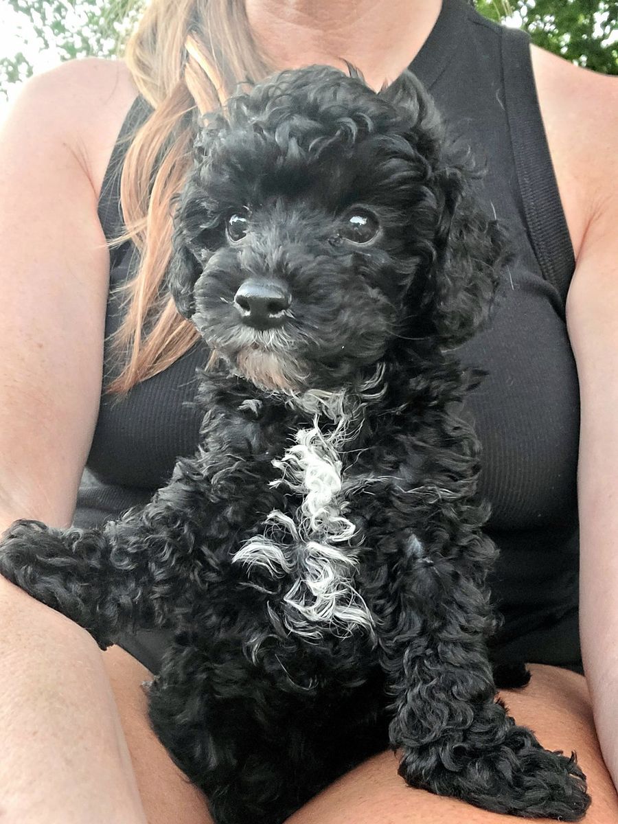 Adorable Black toy poodle/cavalier Puppy - Male, Hypoallergenic, Ready for New Home!