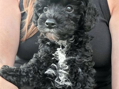 Adorable Black toy poodle/cavalier Puppy - Male, Hypoallergenic, Ready for New Home!