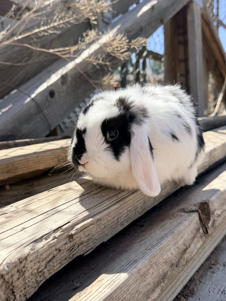 Baby Holland Lop Buck