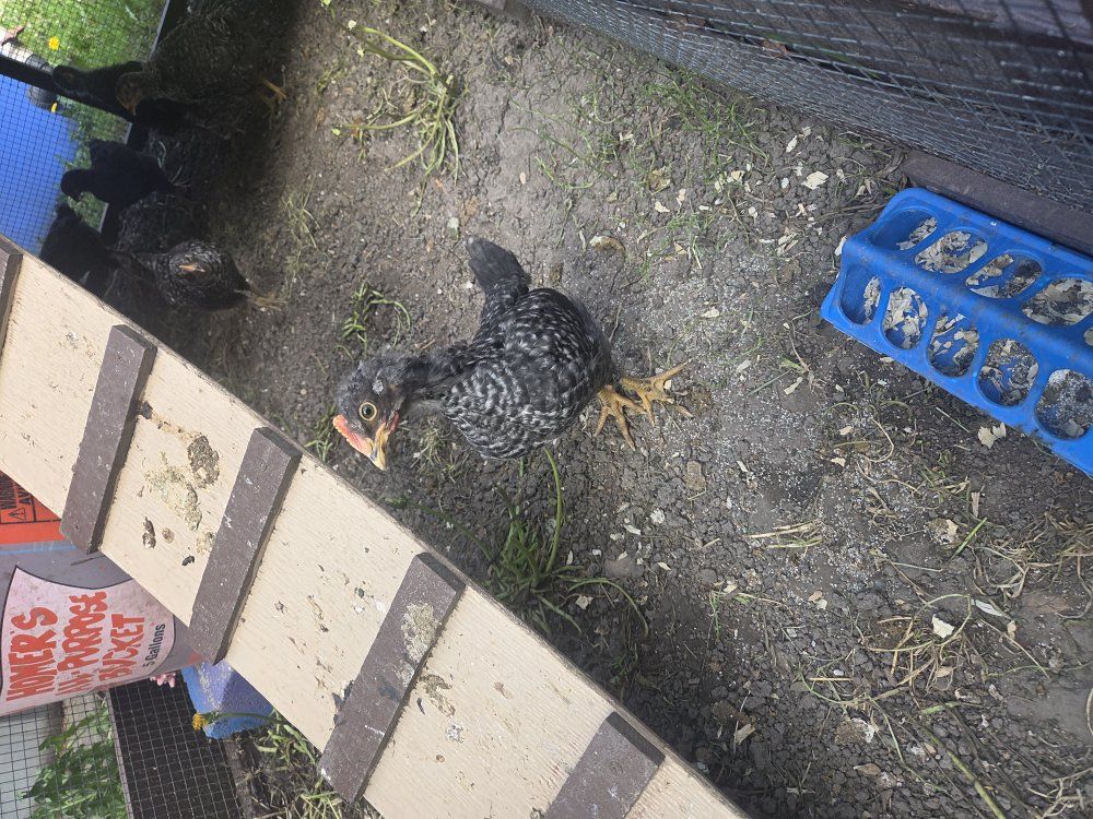 6 week old rooster