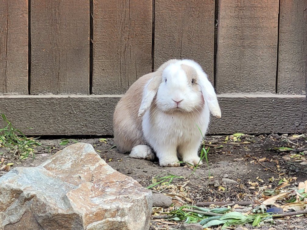 Holland Lop buck