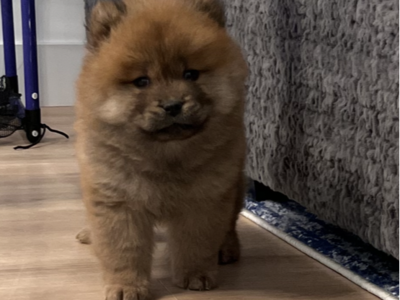 Chow Chow Puppies born on New Years Day