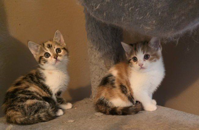Bengal/Persian kittens! ( 2 females left)