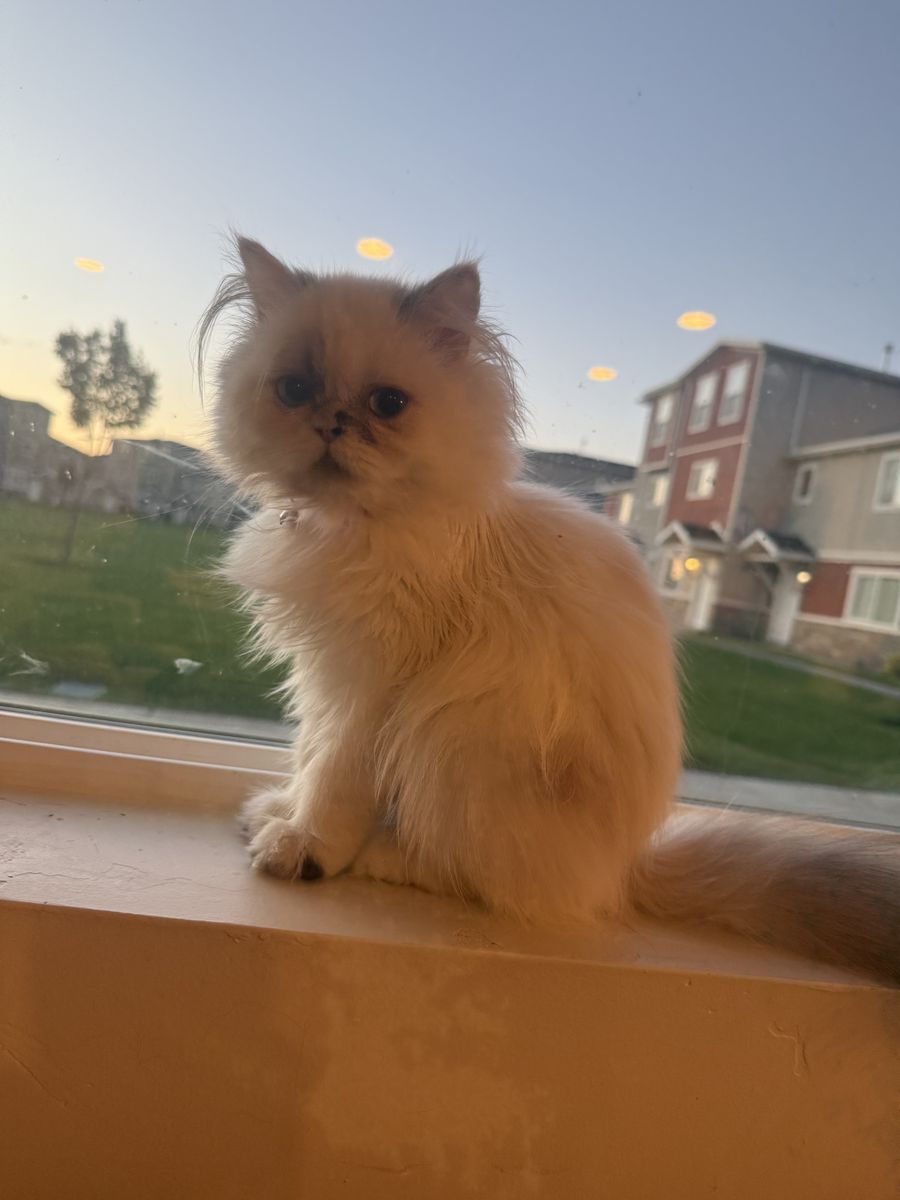 Six month Persian kitten 