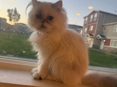 Six month Persian kitten