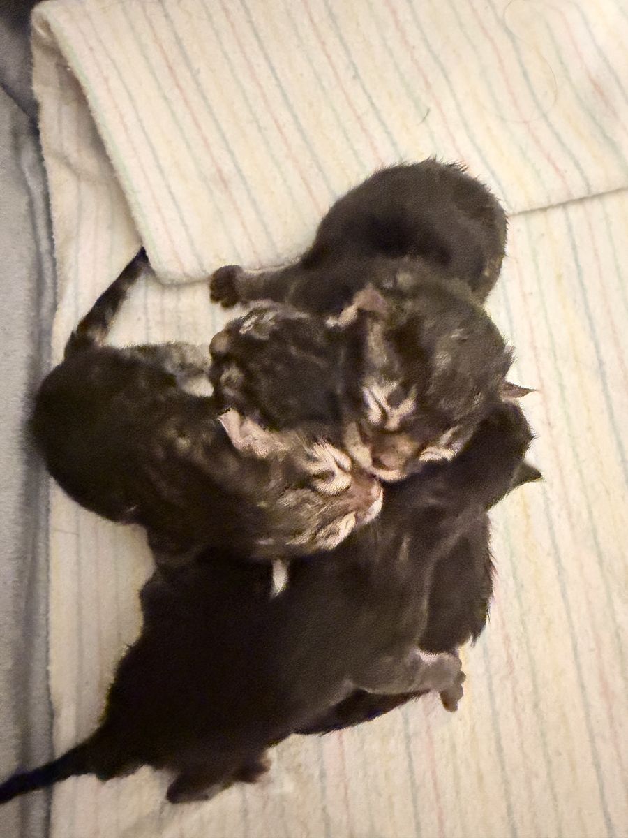 Purebred Siberian Forest kittens
