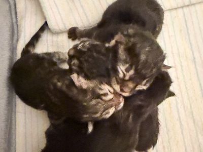 Purebred Siberian Forest kittens