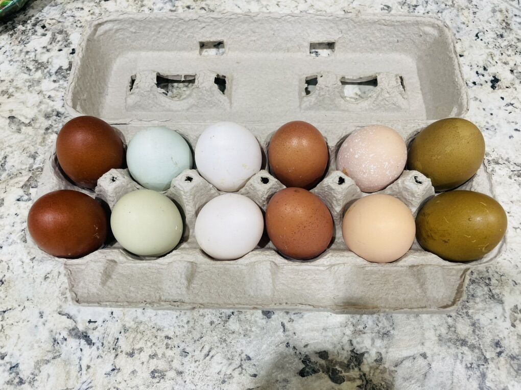 Rainbow Hatching Eggs