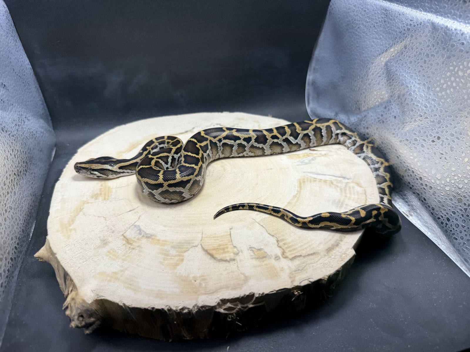 Main image 5