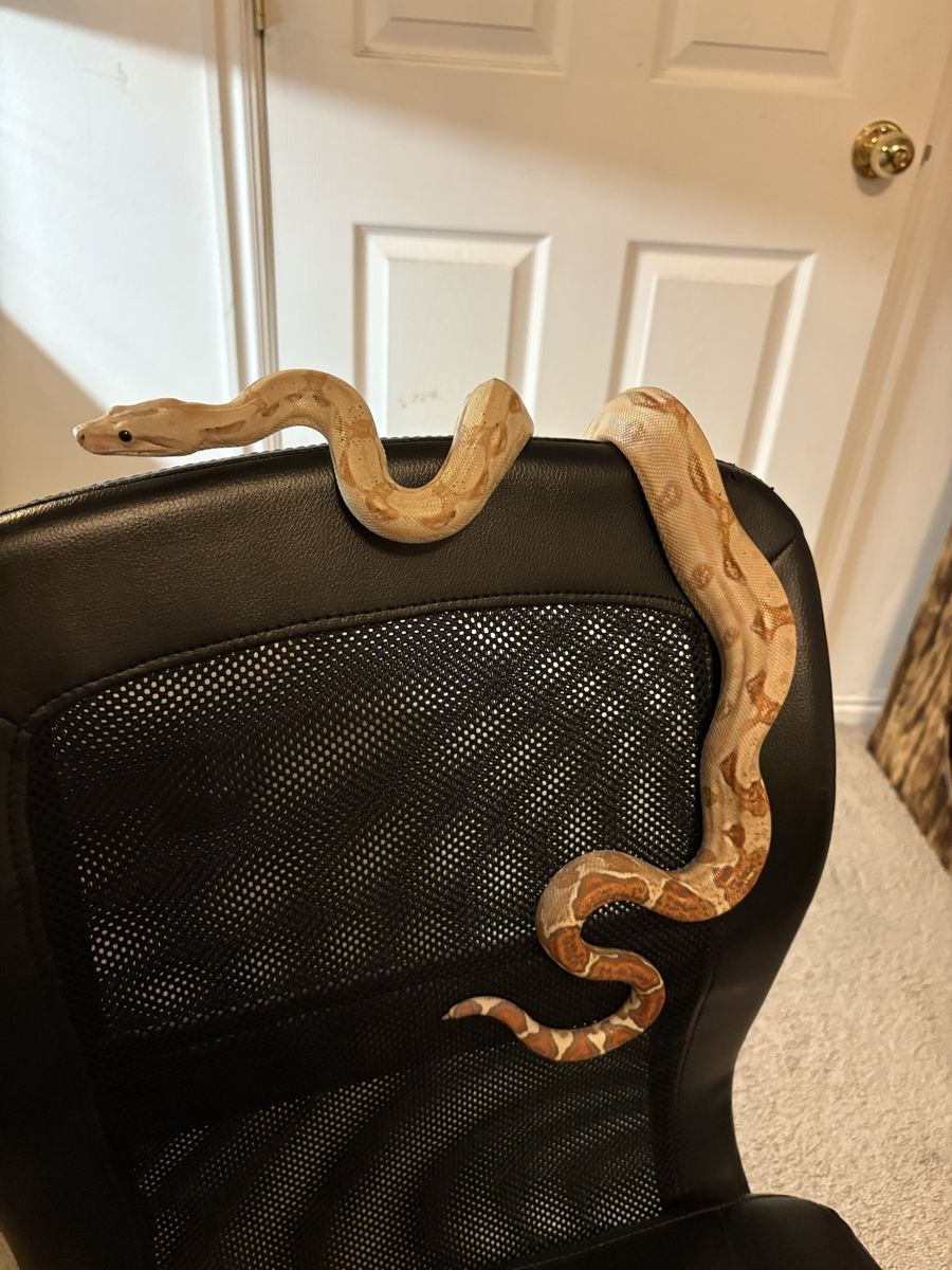 Juvenile Boa salmon/hypo