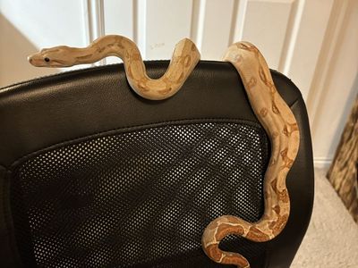 Juvenile Boa salmon/hypo