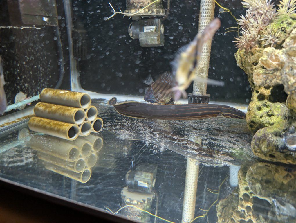 Live Freshwater Fire Eel - Large Aquarium Fish