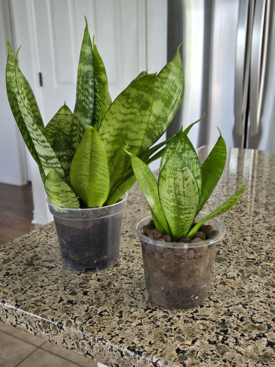 Sansevieria ( Snake ) Plant