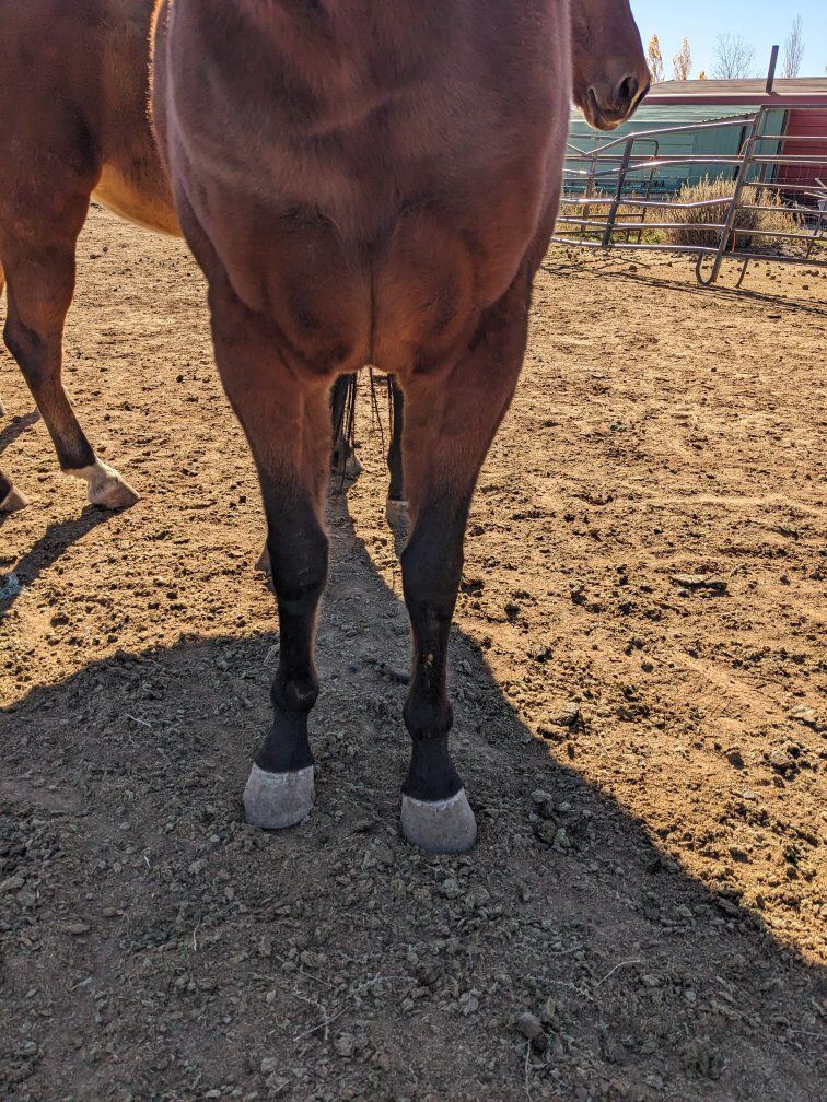 cleo 5 year old bay mare