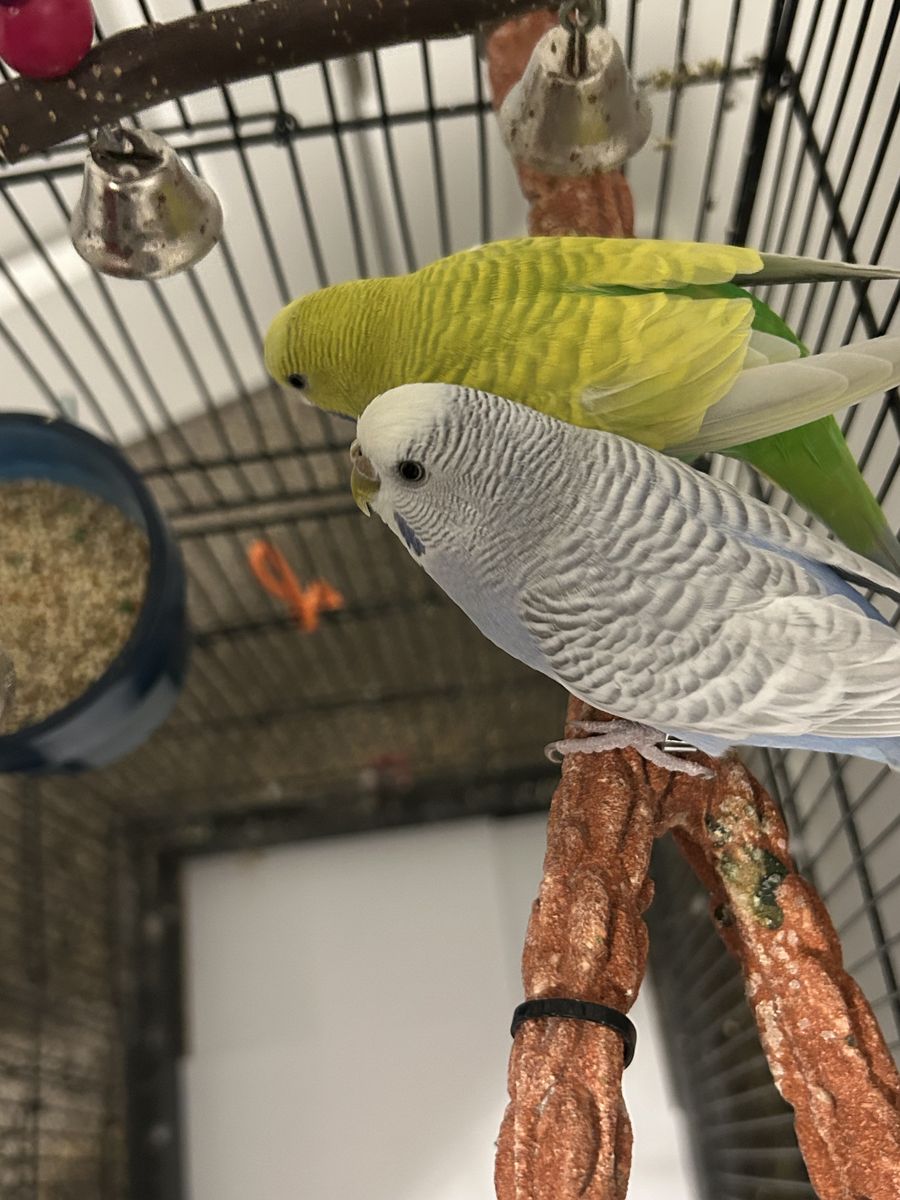Budgie Birds