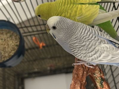 Budgie Birds